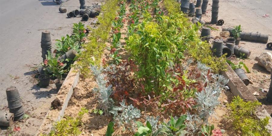 الانتهاء من تنفيذ المرحلة الرابعة من المبادرة الرئاسية "100 مليون شجرة"
