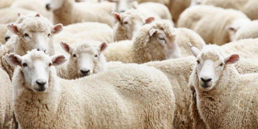 حكم التضحية بالحيوان صغير السن وافر اللحم