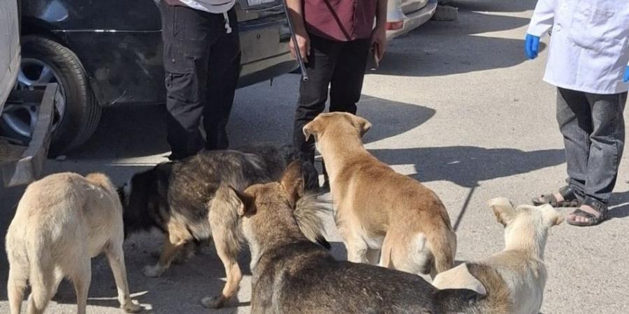 ‏بيطري الشرقية يُحصن ويُعقم «٤٩» كلبًا حرًا بالزقازيق والعاشر من رمضان