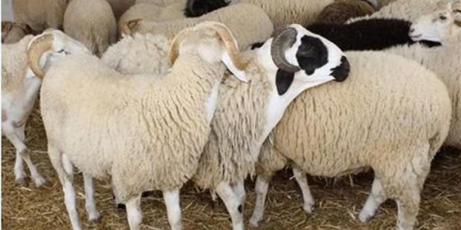 الأعلى للشئون الإسلامية تحذر من ظاهرة التباهى بالأضاحي