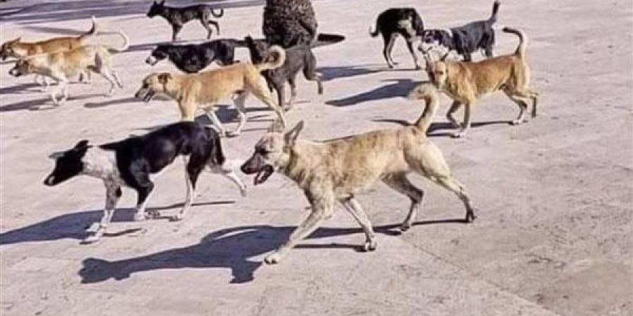 ضبط سيدة تطعم الكلاب الضالة في شوارع القاهرة