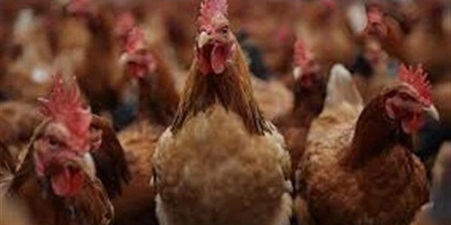 هل تجوز الأضحية بالطيور والدواجن؟.. عالم بالأوقاف يحسم الجدل