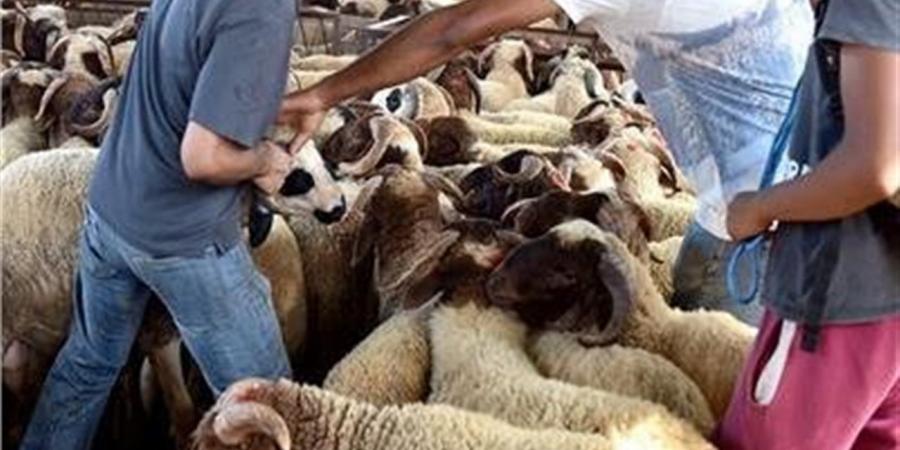 حكم الاقتراض لشراء الأضحية 2026.. متى يجوز شرعًا؟