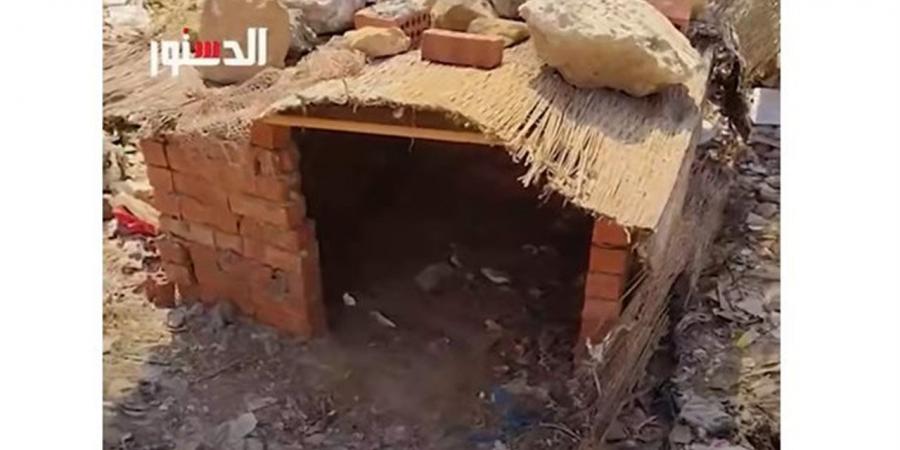 عمل للكلاب بيوت في الشارع تحميهم من الحر (فيديو)