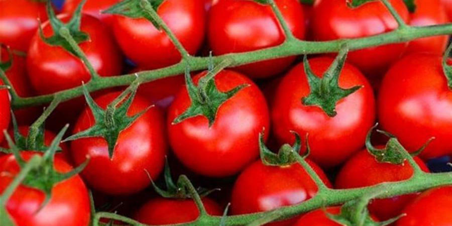 الـ 5 كيلو طماطم بـ 100 جنيه في المنوفية (فيديو)