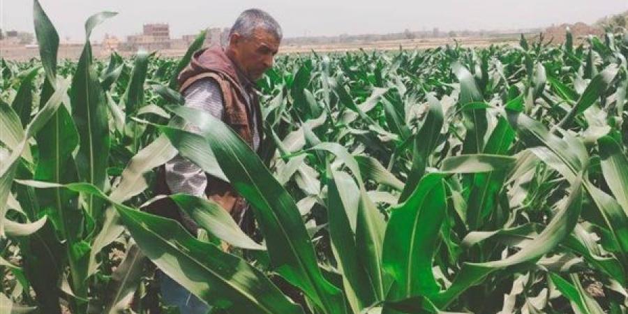 زراعة الشرقية تكثف حملاتها لدعم المزارعين وحماية البيئة