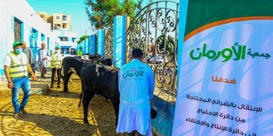 الإستعداد لنحر 50 عجل بلدى خلال أيام التشريق بالمنيا