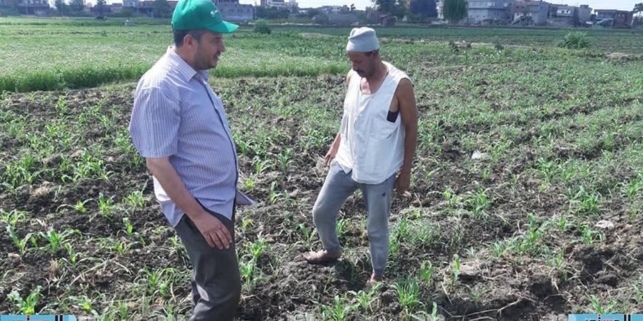 تكثيف متابعة المحاصيل الصيفية وفحص شكاوى المزارعين بكفر الشيخ