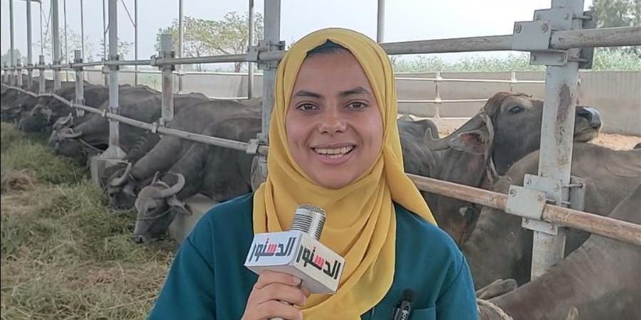 طبيبة بيطرية توضح التغذية الصحيحة للحفاظ على وزن الأضحية قبل الذبح (فيديو)