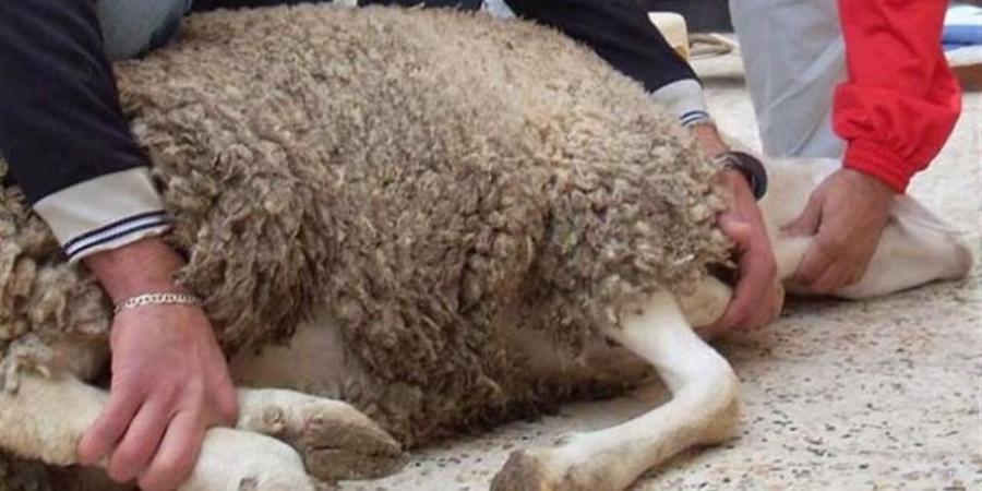 غدا عقب صلاة العيد.. نحر 50 عجلًا بمجزر بي العرب بالباجور فى المنوفية