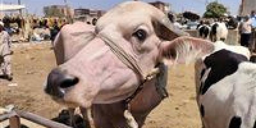 هل يجوز تناول الكبدة والعكاوي ساخنة فور ذبح الأضحية؟.. عبد المنعم خليل يُجيب