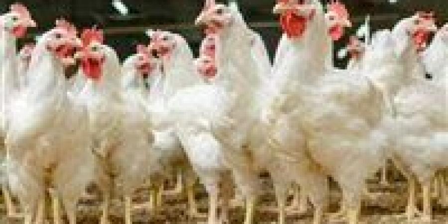 عاجل.. تراجع كبير في أسعار الدواجن بعد إجازة عيد الأضحى