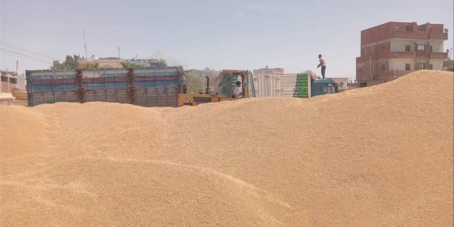 مطروح: توريد أكثر من 22 ألف طن قمح محلي منذ بدء الموسم