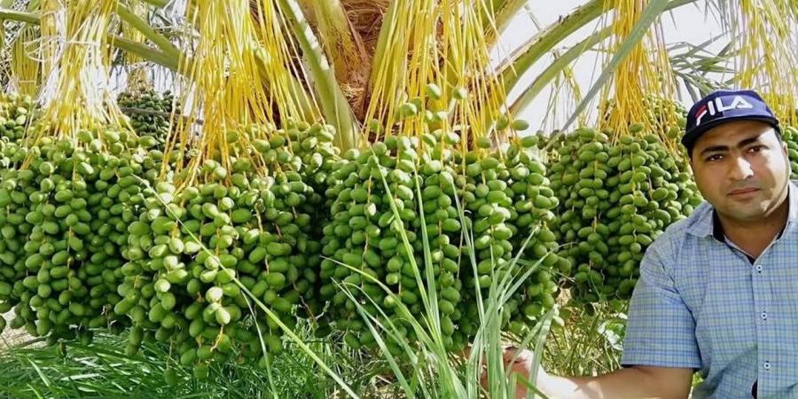 خبير: العمالة المدربة وحبوب اللقاح أبرز تحديات قطاع التمور بالوادي الجديد