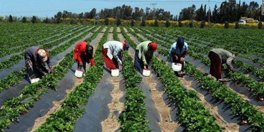 جمعية الموالح ترفض إلغاء الحصة السمادية المدعمة وتحذر من تراجع الإنتاج والصادرات
