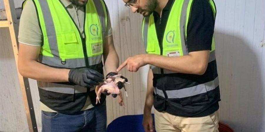 ضبط نصف طن من اللحوم والحمام الفاسد خلال حملات لسلامة الغذاء بالغربية