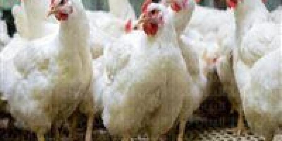 بورصة الدواجن.. استقرار أسعار الفراخ والكتاكيت اليوم الخميس