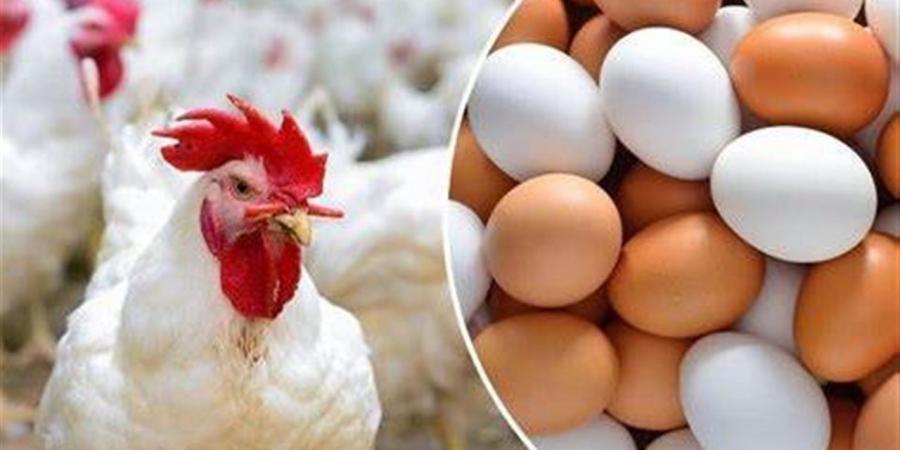 أسعار الفراخ البيضاء والحمراء والبيض والبط في محافظة البحيرة اليوم