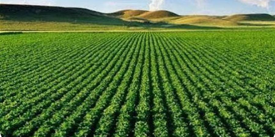 نهضة زراعية كبرى بالوادي الجديد بفضل مشروعات الاستصلاح والتوسع الأفقي