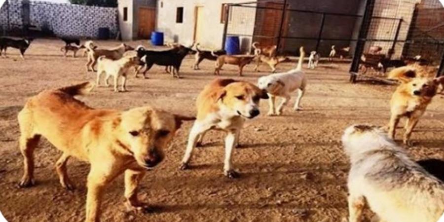 محافظ الوادي الجديد: التوسع في إنشاء شلاتر الكلاب الضالة