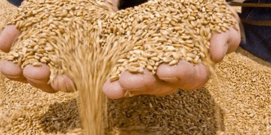 هشام الحصري: توريد 4.6 مليون طن قمح طفرة تاريخية وانتصار للأمن الغذائي