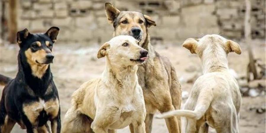 الأقصر تتحرك لمواجهة خطر الكلاب الضالة بعد واقعة عقر جماعي بإسنا