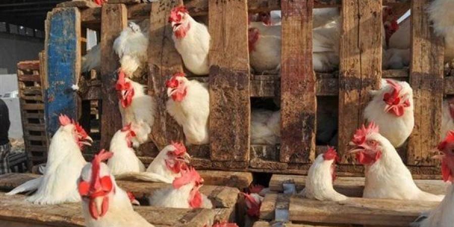 أسعار الفراخ اليوم الخميس 20 أغسطس 2026.. سعر البيضاء والبلدي والساسو في الأسواق
