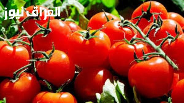 أسعار الطماطم تفاجئ المصريين ببلوغها أربعين جنيها للكيلو في هذا الموعد