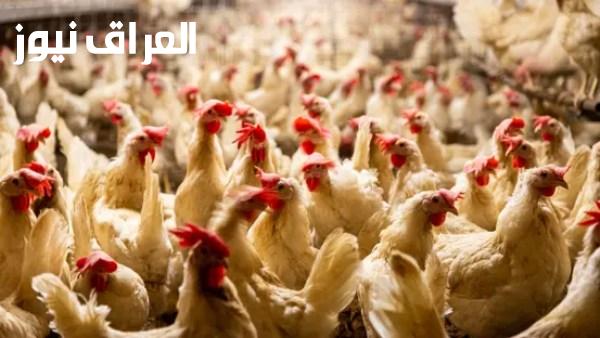ارتفاع مفاجئ في أسعار الدواجن والبانيه اليوم الخميس وسعر الكيلو الجديد