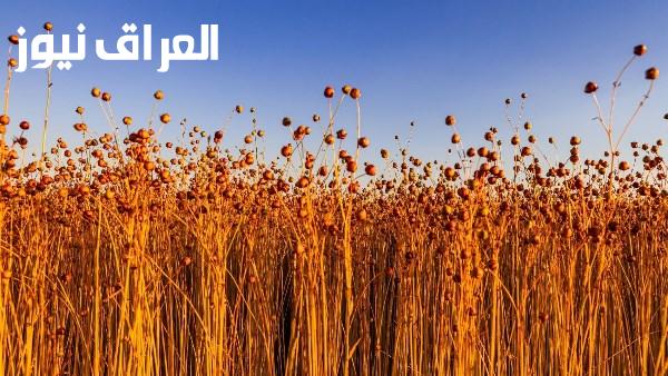 القابضة للصناعات الكيماوية تستعرض استراتيجية زراعة مائة ألف فدان كتان لتعزيز القيمة المضافة للصناعة