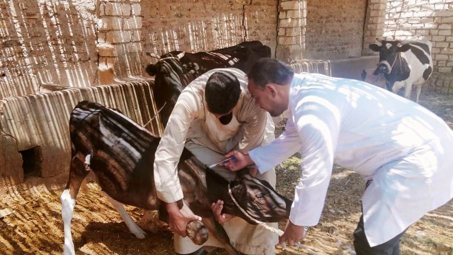 إغلاق العيادة وموقف القانون من مخالفات ممارسة الطب البيطري