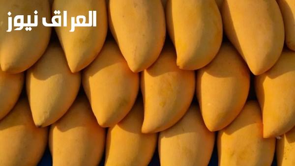 أثر المانجا على مزارعي كفر الشيخ حيث تزايدت الشكاوى من نقص المحصول رغم المحاولات المتكررة لرعايته
