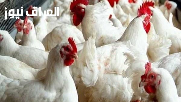 أسعار الفراخ والبيض اليوم الجمعة استقرار في الأسواق الشرقية