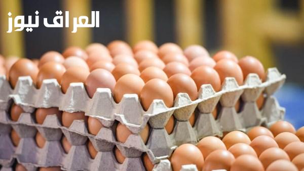 تحليل ارتفاع أسعار البيض بين 10 و15 جنيهًا مع بدء العام الدراسي الجديد