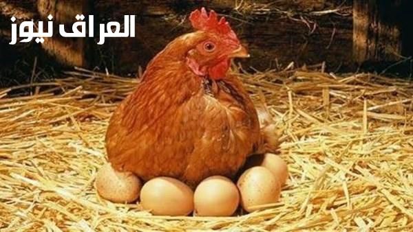 اتحاد منتجي الدواجن يكشف تفاصيل السالمونيلا في البيض بمصر