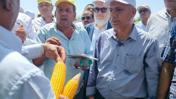 انطلاق فعاليات يوم الحقل السنوي للذرة والأرز في سخا