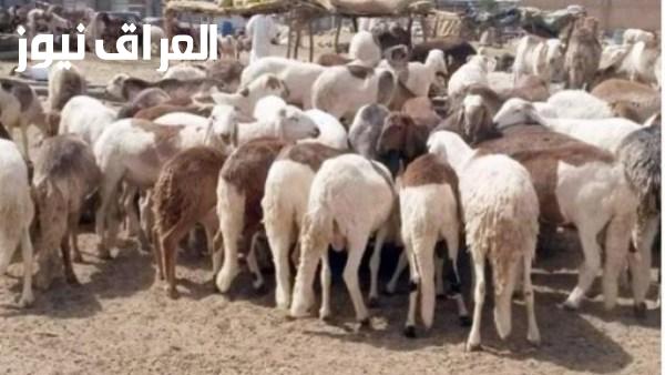 انطلاق حملة تحصين الماشية ضد الحمى القلاعية والوادي المتصدع في المنوفية