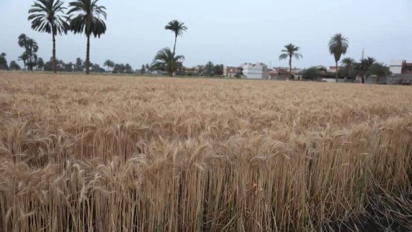 مصر تحقق إنتاجًا قياسيًا واستثنائيًا من القمح في هذا العام مجاهد عمار يوضح التفاصيل