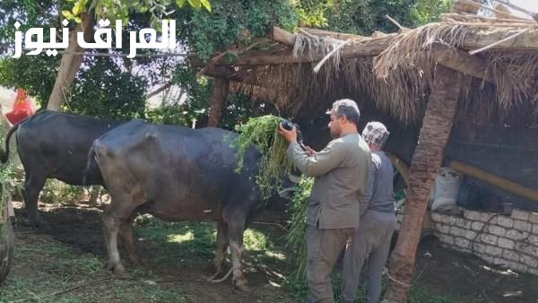 انطلاق حملة التحصين البيطري اليوم في جميع المحافظات لحماية الثروة الحيوانية