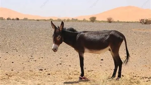 الاحتفاظ بحمار متوفى في المنيا