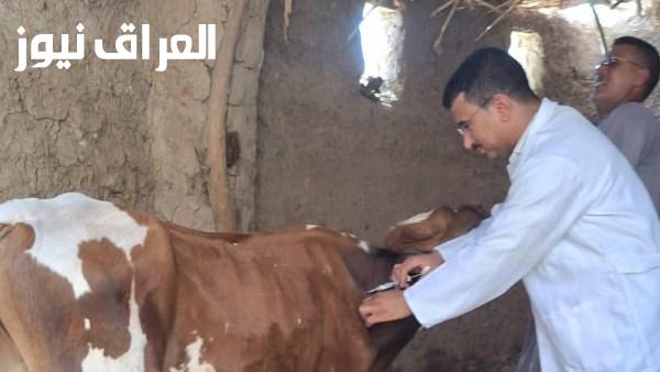 انطلاق حملة تحصين الماشية ضد الحمى القلاعية والوادي المتصدع في قنا غدا