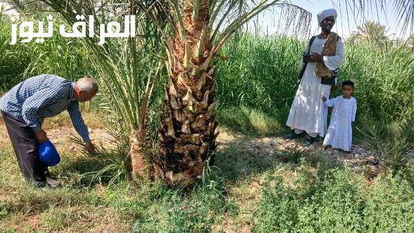 حملات شاملة لفحص المحاصيل ومكافحة سوسة النخيل الحمراء في إسنا بجنوب الأقصر