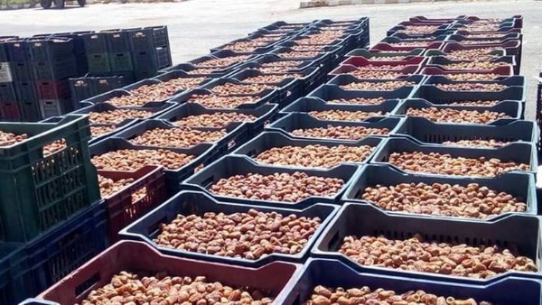 أخبار الوادي الجديد المحافظ تعلن عن إجراءات لحماية حقوق مزارعي البلح وضبط السوق