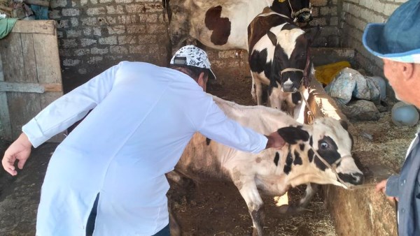 عقوبات قانونية لمخالفة ضوابط ممارسة الطب البيطري تشمل الحبس وإغلاق العيادة