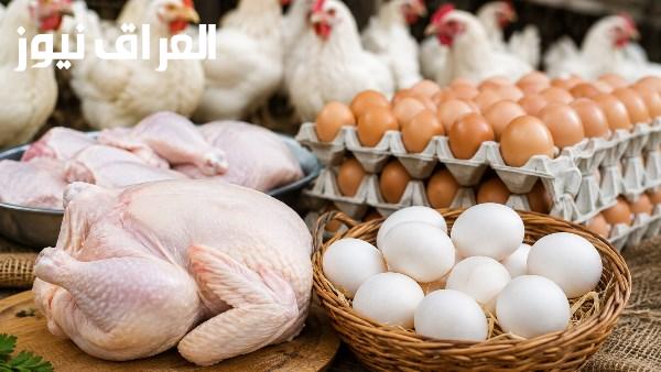 فائض قدره 40 في المئة اتحاد الدواجن يكشف عن تفاصيل إنتاج البيض في مصر