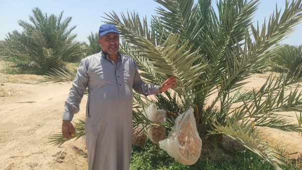 ملكة التمور تستعد للتتويج بشائر موسم المجدول تزين مزارع طور سيناء