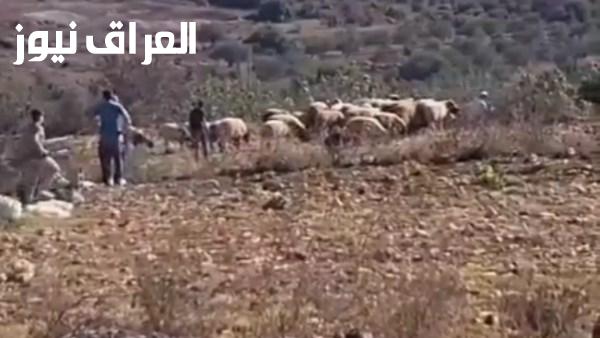 استهداف الأراضي الزراعية والمركبات في الضفة الغربية من خلال اعتداءات استيطانية