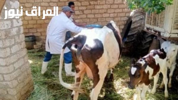 تحصين 25 ألف رأس ماشية ضد الحمى القلاعية والوادي المتصدع في الغربية من قبل البيطرة