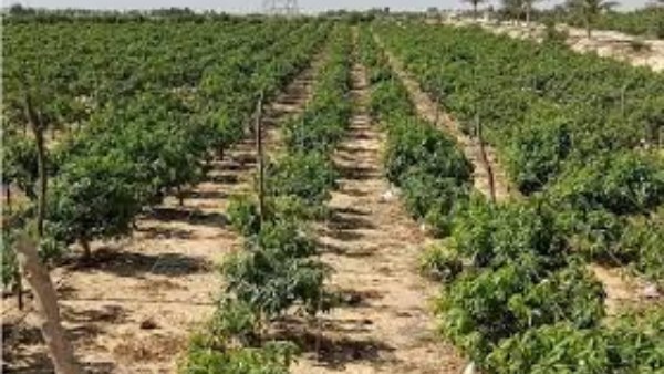 استراتيجيات مواجهة الإجهاد الحراري قبل زراعة المحصول الجديد في ظل تغير المناخ