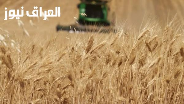 البحوث الزراعية تكشف عن مفتاح تحقيق الاكتفاء الذاتي من القمح وزيادة الإنتاج ليست كافية وحدها